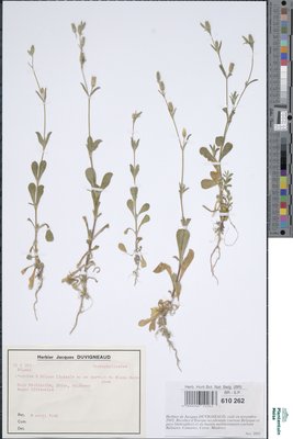 Silene linicola C.C.Gmel.