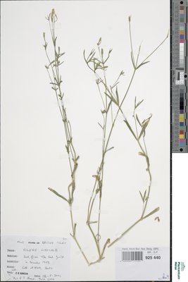 Silene linicola C.C.Gmel.