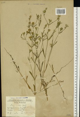 Silene linicola C. C. Gmel. (Смолевка льняная), Moscow University Herbarium