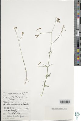 Silene linicola C.C.Gmel.