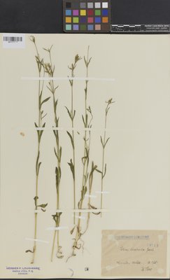 Silene linicola (QFA0020719) à l'Herbier Louis-Marie (QFA), Université Laval, Québec, Québec, Canada