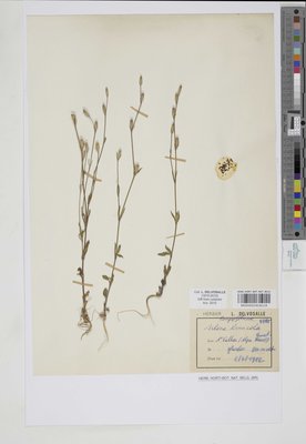 Silene linicola C.C.Gmel.