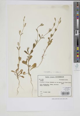 Silene linicola C.C.Gmel.