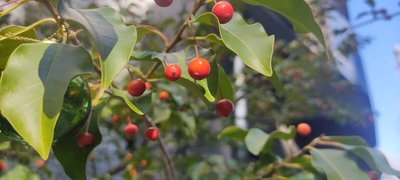 Ilex pedunculosa Miq.: fruit