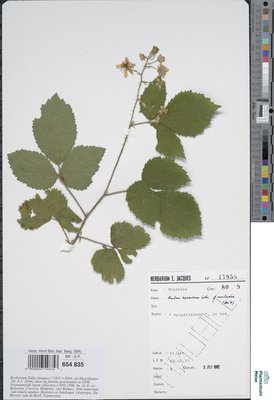 Rubus rosaceus Weihe & Nees
