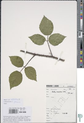 Rubus rosaceus Weihe & Nees
