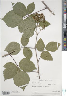 Rubus rosaceus Weihe & Nees