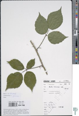 Rubus rosaceus Weihe & Nees