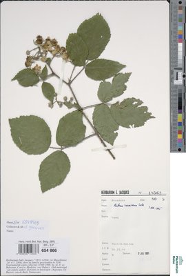 Rubus rosaceus Weihe & Nees