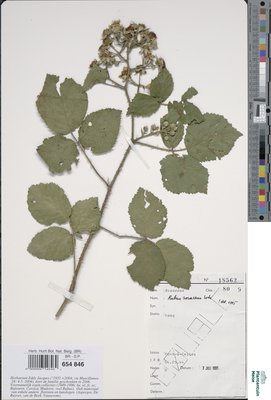 Rubus rosaceus Weihe & Nees