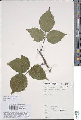 Rubus rosaceus Weihe & Nees
