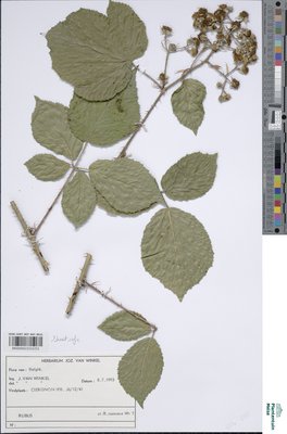 Rubus rosaceus Weihe & Nees