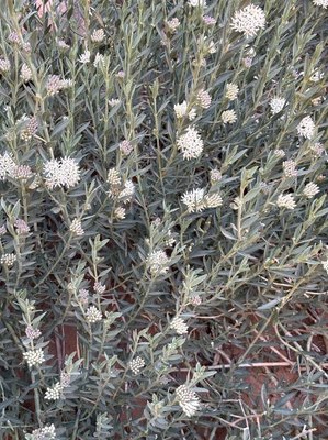 Solenostemma oleifolium (Nectoux) Bullock & E.A.Bruce ex Maire: leaf