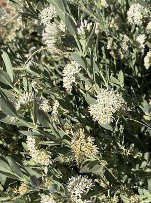 Solenostemma oleifolium (Nectoux) Bullock & E.A.Bruce ex Maire: leaf