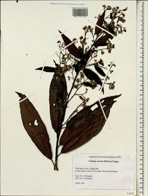 Colona evecta (Pierre) Burret (Колона), Moscow University Herbarium