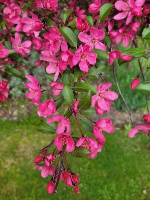 Malus × floribunda Siebold ex Van Houtte: flower