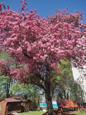 Malus × floribunda Siebold ex Van Houtte: flower