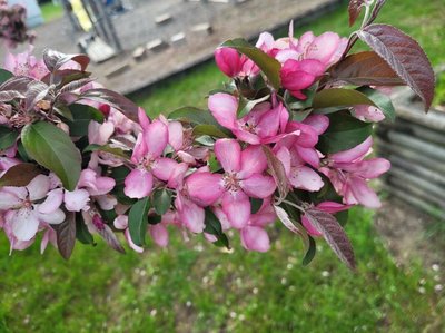 Malus × floribunda Siebold ex Van Houtte: flower