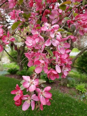 Malus × floribunda Siebold ex Van Houtte: flower