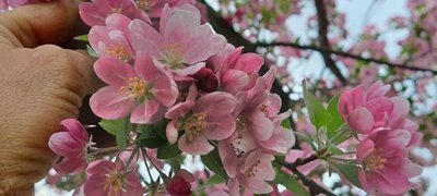 Malus × floribunda Siebold ex Van Houtte: flower