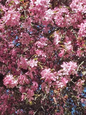 Malus × floribunda Siebold ex Van Houtte: flower