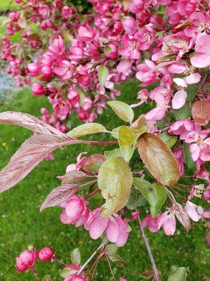 Malus × floribunda Siebold ex Van Houtte: leaf