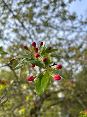 Malus × floribunda Siebold ex Van Houtte: flower