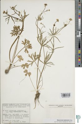 Ranunculus leptomeris Haas