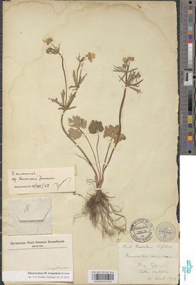 Ranunculus aff. irregularis Dunkel