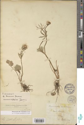 Ranunculus aff. irregularis Dunkel
