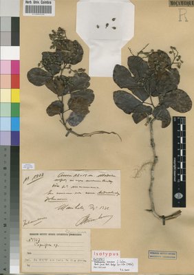 COI00004820 - Guibourtia sousae - Gomes e Sousa, António de Figueiredo - 1927