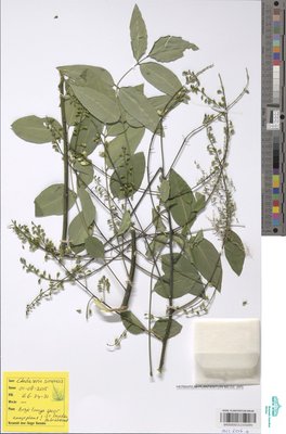 Cladrastis sinensis Hemsl.