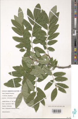 Cladrastis sinensis Hemsl.