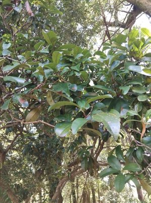 Eugenia brasiliensis Lam.: leaf