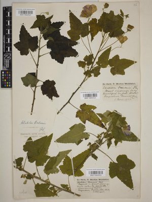 BM013840522