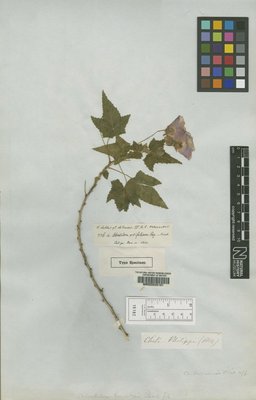 BM000645161