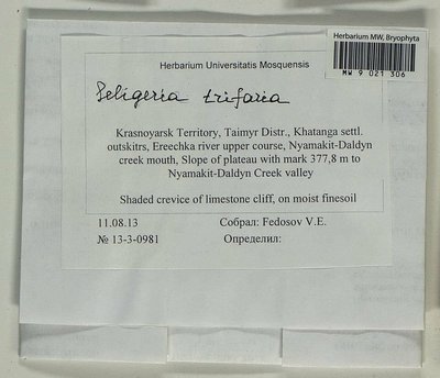 Seligeria trifaria (Brid.) Lindb., Moscow University Herbarium