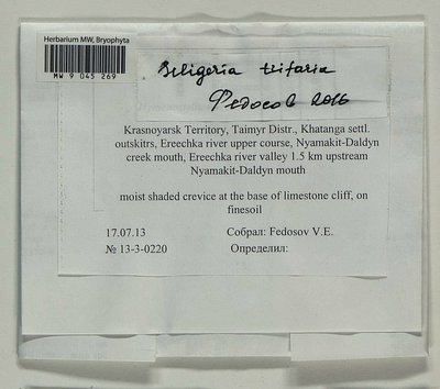 Seligeria trifaria (Brid.) Lindb., Moscow University Herbarium