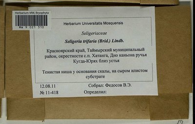 Seligeria trifaria (Brid.) Lindb., Moscow University Herbarium