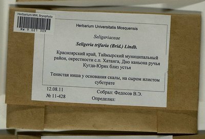 Seligeria trifaria (Brid.) Lindb., Moscow University Herbarium