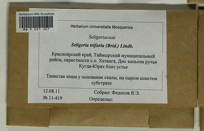 Seligeria trifaria (Brid.) Lindb., Moscow University Herbarium