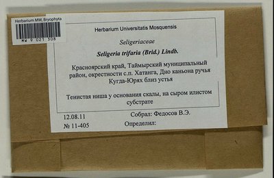 Seligeria trifaria (Brid.) Lindb., Moscow University Herbarium