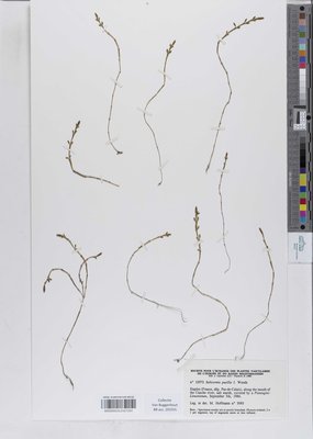 Salicornia pusilla J.Woods