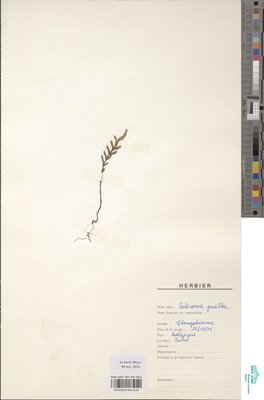 Salicornia pusilla J.Woods