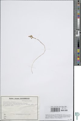 Salicornia pusilla J.Woods