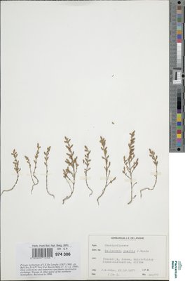Salicornia pusilla J.Woods