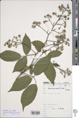 Rubus tereticaulis P.J.Müll.