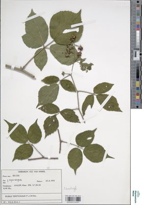Rubus tereticaulis P.J.Müll.