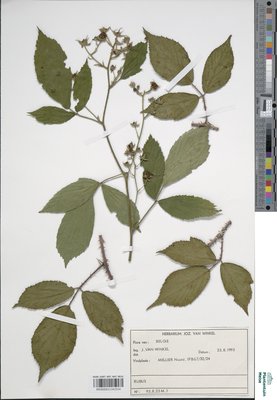 Rubus fragariiflorus P.J.Müll.