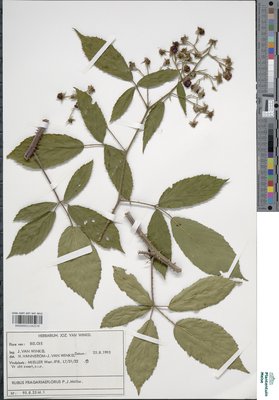 Rubus fragariiflorus P.J.Müll.